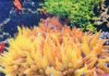 3D coral reef