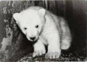 junger Eisbär