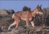 Abessinian Wolf, Sanetti-Plateau