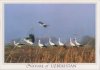 Nature of Uzbekistan, Storks