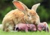 Giant rabbit with two piglets
