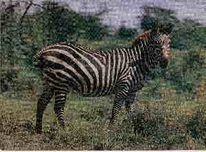 Zebra - zum Schließen ins Bild klicken