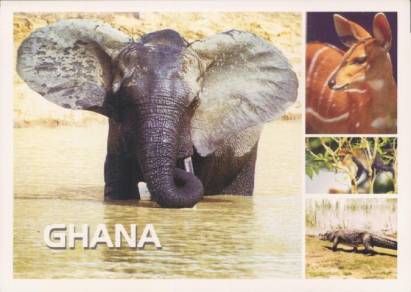 Ghana, Elefant und Wildtiere - zum Schließen ins Bild klicken