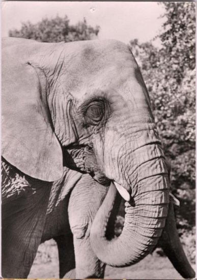Elefant - zum Schließen ins Bild klicken