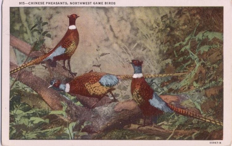 Pheasants - Click Image to Close
