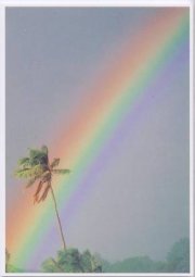 Palme + Regenbogen Hawaii