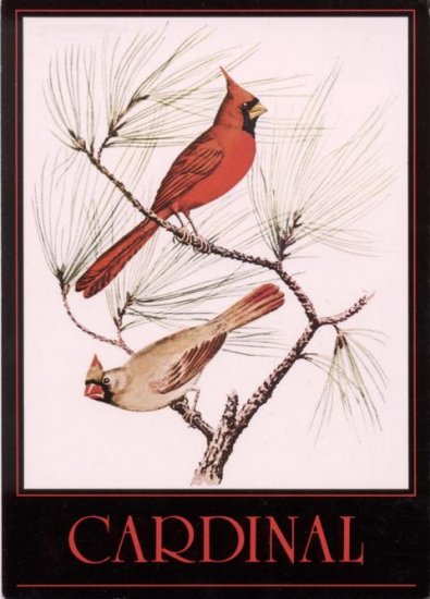 Bird Cardinal - Click Image to Close
