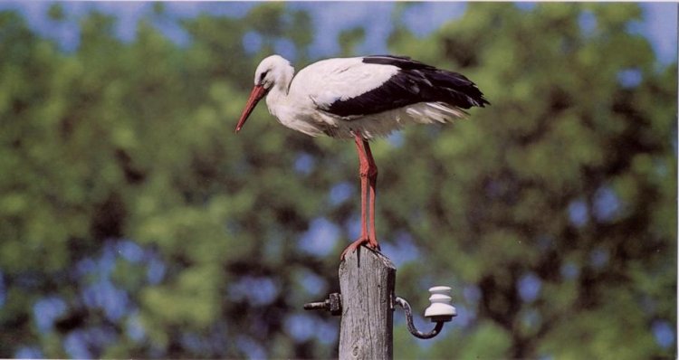 Stork - Click Image to Close
