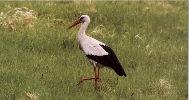 Stork - Click Image to Close