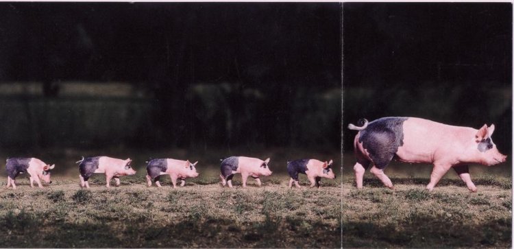 Pig - Click Image to Close