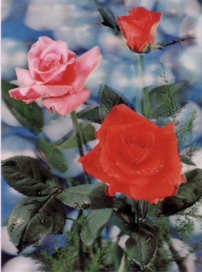 Roses - Click Image to Close