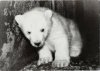 young Polar Bear