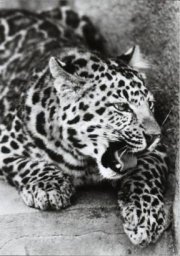 North chinese Leopard