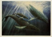 "Whale song" by Malcolm Horton