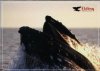 Elding Wale beobachten