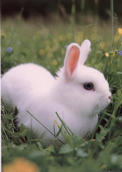 Kaninchen - zum Schließen ins Bild klicken