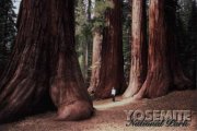 Yosemite National Park - Giant Sequoias