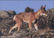 Abessinischer Wolf, Sanetti-Plateau