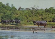 Nilpferde und Kaffernbüffel