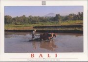 Bali, traditioneller Pflug mit Büffel