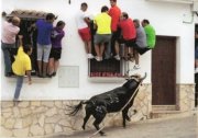 Running of the bulls in Andalucia