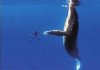 Wal trifft Taucher vor Hawaii