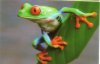 3D frog