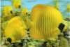 3D butterflyfishes