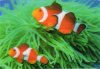 3D clownfishes