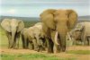3D Elefanten