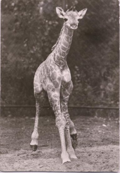 Giraffe - Click Image to Close