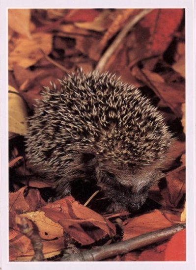 Hedgehogs - Click Image to Close