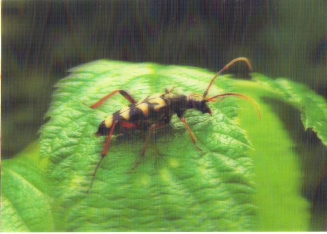 3D Käfer - zum Schließen ins Bild klicken