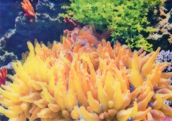 3D Korallenriff - zum Schließen ins Bild klicken