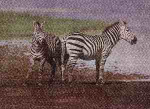 Zebra - zum Schließen ins Bild klicken