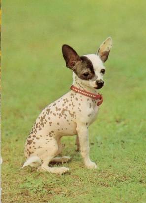 Chinese Crested Dog - Click Image to Close