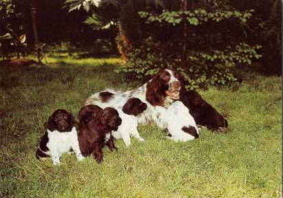 Dog with Puppies - Click Image to Close