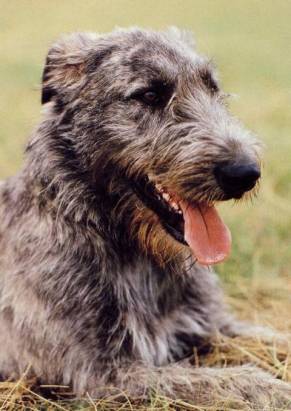 Irish Wolfhound - Click Image to Close