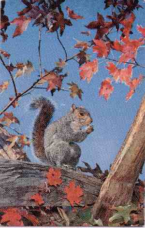 Squirrel - Click Image to Close