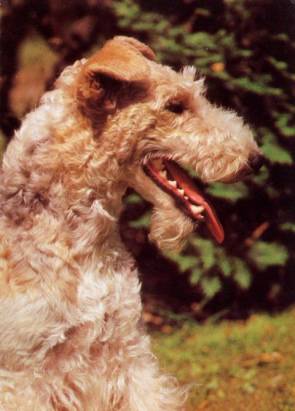 Drahthaarfoxterrier - Click Image to Close