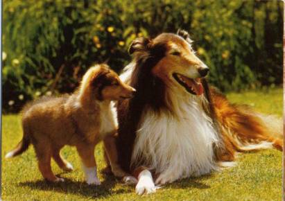 Collies - Click Image to Close