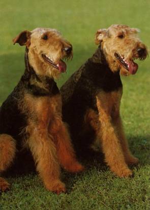 Airedale Terrier - zum Schließen ins Bild klicken