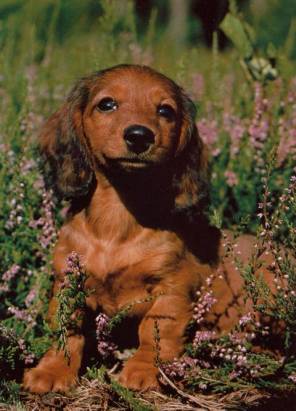 Dachshund - Click Image to Close