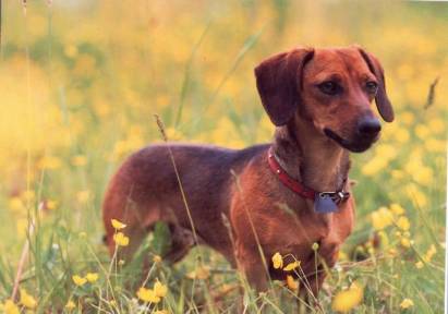 Dachshund - Click Image to Close