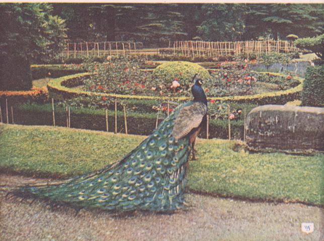 Peacock - Click Image to Close