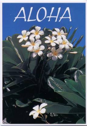 Plumeria Hawaiianische Blume - zum Schließen ins Bild klicken