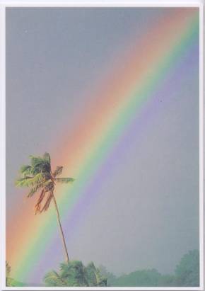 Palm + rainbow Hawaii - Click Image to Close