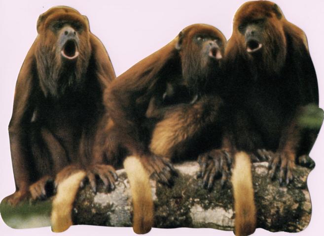 Apes - Click Image to Close
