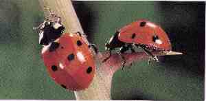 Ladybug - Click Image to Close