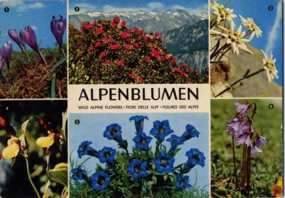 Alpenblumen - zum Schließen ins Bild klicken